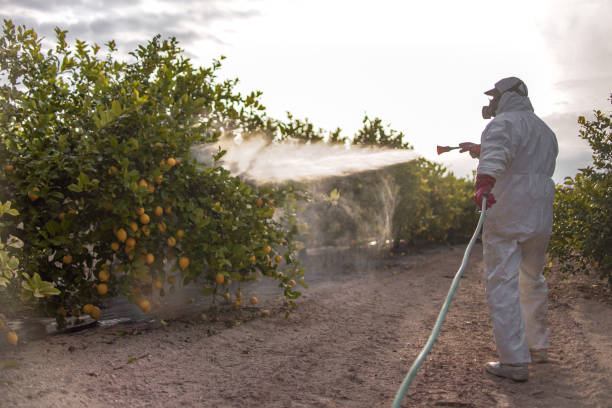 Best Termite Control Services  in Tamiami, FL
